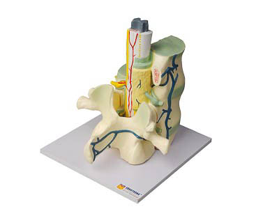 Модель части позвоночника человека арт. ФгК26840