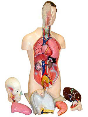 Торс человека разборный (42 см.) арт. ФгК26837