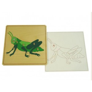 Строение кузнечика с контуром арт. МП13253