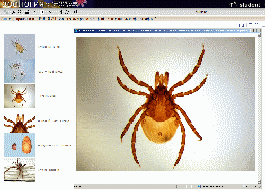 Биология (микрофотографии). Цифровая база изображений арт. RN9989