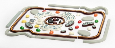 Строение клетки арт. ФгК26841