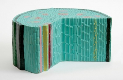 Модель «Строения стебля» арт. ФгК26795