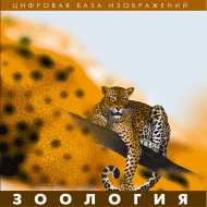 Зоология. Цифровая база изображений арт. RN9995