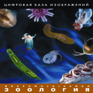 Зоология. Микрофотографии. Цифровая база изображений арт. RN9997