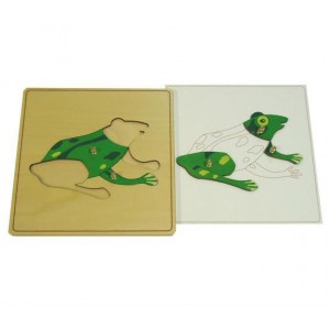 Строение лягушки с контуром арт. МП13254