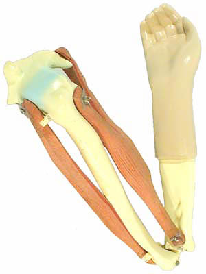 Модель локтевого сустава подвижная арт. ФгК26842