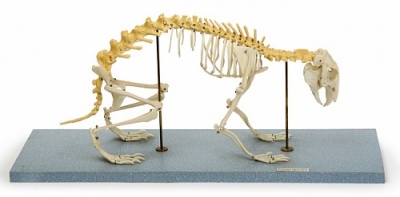 Скелет кролика (демонстрационный) арт. ФгК26852