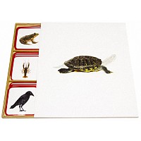 Карточки Части тела арт. МП19174