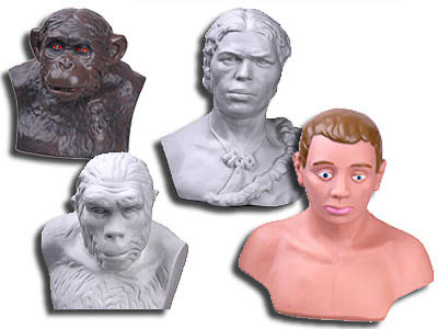 Комплект палеонтологических моделей «Происхождение человека» арт. ФгК26835