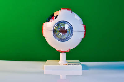 Модель глаза арт. ФгК26845