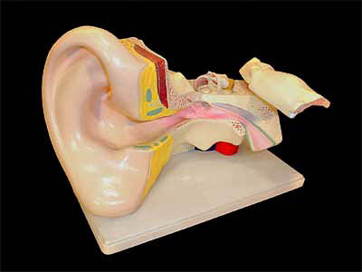 Модель уха арт. ФгК26844