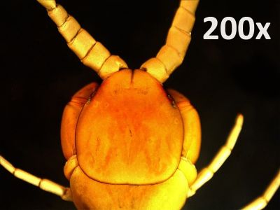 Микроскоп цифровой Celestron PRO, портативный