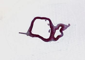 Набор микропрепаратов Konus 10: «Животные и растения. Мутации»