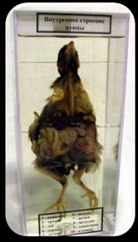 Влажный препарат «Внутреннее строение птицы» арт. Ed17653