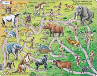 От обезьяны до человека (пазлы) арт. МП19660