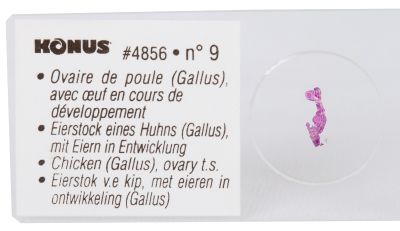 Набор микропрепаратов Konus 10: «Ящерицы, змеи и птицы»