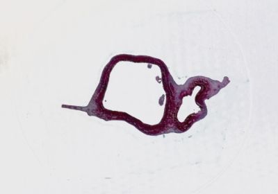 Набор микропрепаратов Konus 10: «Животные и растения. Мутации»