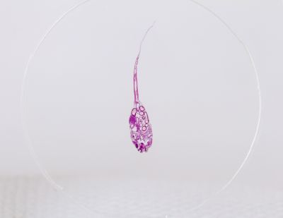 Набор микропрепаратов Konus 10: «Рыбы, лягушки и другие земноводные»