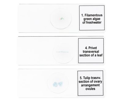 Набор микропрепаратов Levenhuk Discovery Prof DPS 5. «Биология»