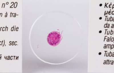 Набор микропрепаратов Konus 25: «Человеческое тело»