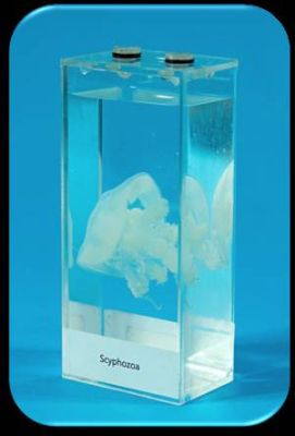 Влажный препарат «Медуза» арт. Ed17654