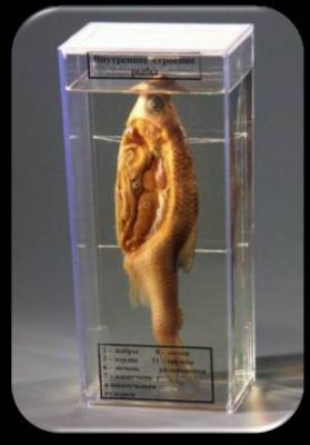 Влажный препарат «Внутреннее строение рыбы» арт. Ed17650