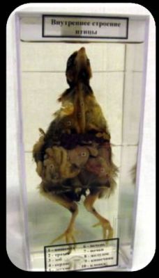 Влажный препарат «Внутреннее строение птицы» арт. Ed17653