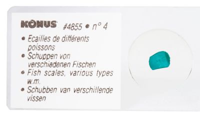 Набор микропрепаратов Konus 10: «Рыбы, лягушки и другие земноводные»