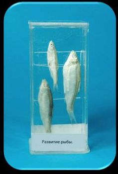 Влажный препарат «Развитие рыбы» арт. Ed17656