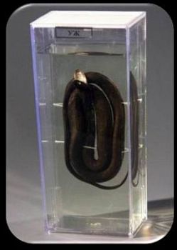 Влажный препарат «Уж» арт. Ed17649