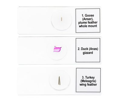 Набор микропрепаратов Levenhuk Discovery Prof DPS 5. «Птицы»