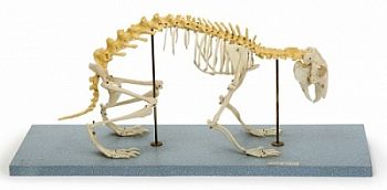 Скелет кролика (демонстрационный) арт. ФгК26852