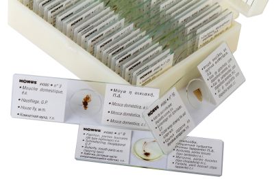 Набор микропрепаратов Konus 25: «Насекомые»