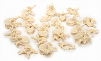 Позвонки (набор из 24 штук) арт. ФгК26855