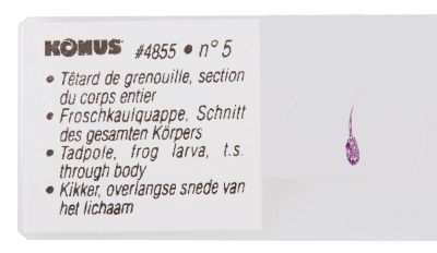 Набор микропрепаратов Konus 10: «Рыбы, лягушки и другие земноводные»