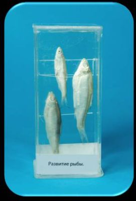 Влажный препарат «Развитие рыбы» арт. Ed17656