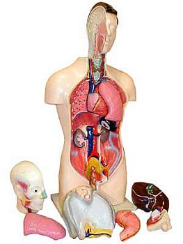 Торс человека разборный (42 см.) арт. ФгК26837