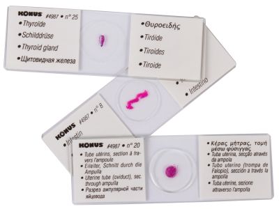 Набор микропрепаратов Konus 25: «Человеческое тело»