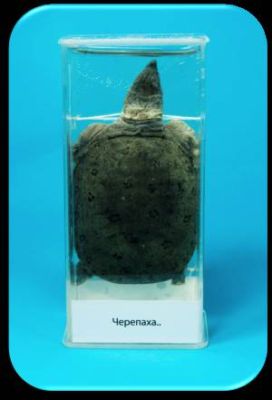 Влажный препарат «Черепаха» арт. Ed17655