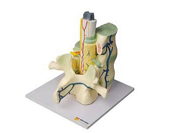 Модель части позвоночника человека арт. ФгК26840