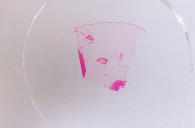 Набор микропрепаратов Konus 25: «Клетки и ткани животных»