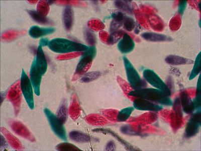 Набор готовых микропрепаратов Levenhuk N18 NG