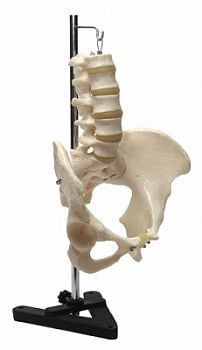 Поясничный отдел позвоночника с женским тазом на штативе арт. ФгК26853