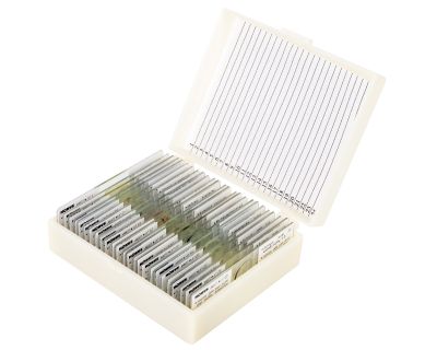 Набор микропрепаратов Konus 25: «Беспозвоночные и насекомые»