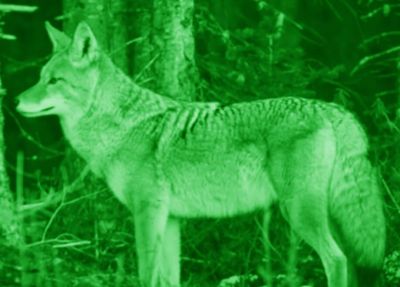 Бинокль цифровой ATN BINOX-HD 4–16x (Smart HD Optics)