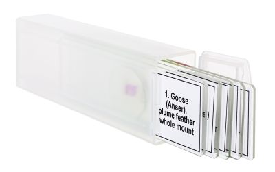 Набор микропрепаратов Levenhuk Discovery Prof DPS 5. «Птицы»