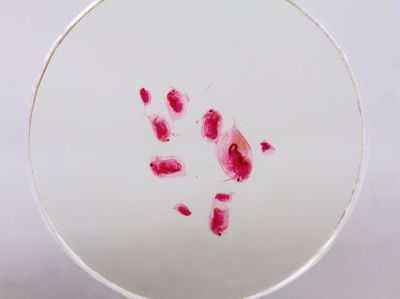 Набор микропрепаратов Konus 10: «Потрясающий мир в капле воды»