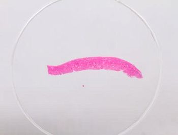 Набор микропрепаратов Konus 10: «Естественные науки»