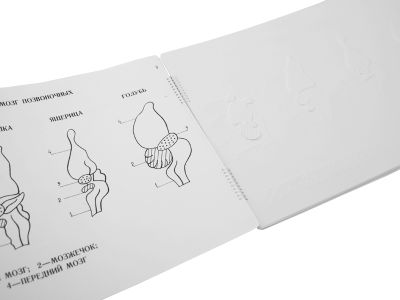 Пособие для незрячих - Эколого-эволюционное учение о животном мире арт. ИА3563