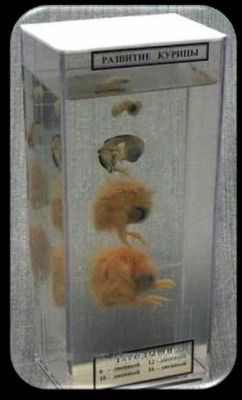 Влажный препарат «Развитие птицы» арт. Ed17657